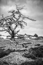 Dead tree Royalty Free Stock Photo