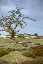 Dead tree Royalty Free Stock Photo