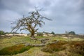 Dead tree Royalty Free Stock Photo