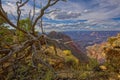 Dead Tree at Summit of Buggeln Hill Grand Canyon AZ Royalty Free Stock Photo