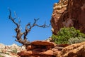 Dead tree at the edge of rock in the canyon in Capitol Reef National Park at sunny day, Utah, USA Royalty Free Stock Photo