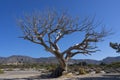 dead tree at Elafonisi beach Royalty Free Stock Photo