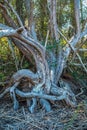 Dead tree with exposed roots Royalty Free Stock Photo