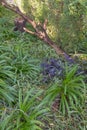 Dead tree fallen over in the woods Royalty Free Stock Photo