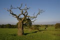 Dead tree in field with interesting branch & cows