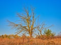 Dead Tree in the Field: A lone  dead tree on a prairie on an early autumn day Royalty Free Stock Photo