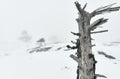 Dead tree in the fog. Snow. Winter landscape Royalty Free Stock Photo