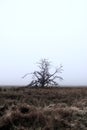 Dead tree in a foggy meadow field