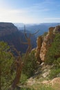 Dead tree in the foreground at the Grand Canyon, Arizona. Royalty Free Stock Photo