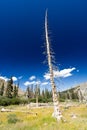 Dead Tree From Forest Fire