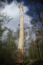 Dead tree in a forest in Gouda