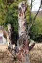 Dead tree in front of a chinar shade Royalty Free Stock Photo