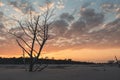 A dead tree in front of a dramatic orange sunset with clouds on driftwood beach, Jekyll Island, Georgia Royalty Free Stock Photo