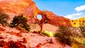 Dead Tree in front of The Ear of The Wind, a hole in a rock formation in Monument Valley Royalty Free Stock Photo