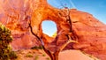 Dead Tree in front of The Ear of The Wind, a hole in a rock formation in Monument Valley Royalty Free Stock Photo