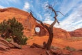 Dead Tree in front of The Ear of The Wind in Monument Valley Royalty Free Stock Photo