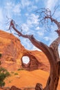 Dead Tree in front of The Ear of The Wind in Monument Valley Royalty Free Stock Photo