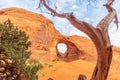 Dead Tree in front of The Ear of The Wind in Monument Valley Royalty Free Stock Photo