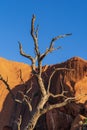 Dead tree in front of Uluru