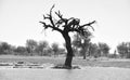 Dead tree in the Gadisar lake.