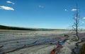 Dead tree with geyser runoff