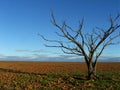 Dead Tree on Gibber Plain