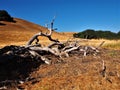 Dead tree on golden hill