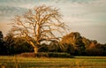 Dead Tree in Golden Hour Royalty Free Stock Photo