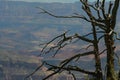 Dead tree, Grand Canyon Royalty Free Stock Photo