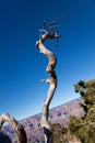 Dead Tree at Grand Canyon Royalty Free Stock Photo