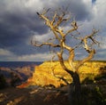 Dead tree at Grand Canyon Royalty Free Stock Photo