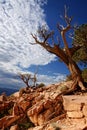 Dead tree - Grand canyon, Arizona Royalty Free Stock Photo