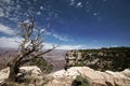 Dead tree in Grand Canyon, Arizona Royalty Free Stock Photo