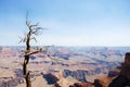 Dead tree in Grand Canyon National Park, Arizona, USA Royalty Free Stock Photo