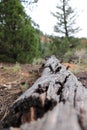 Dead tree in Grand Canyon National park, Arizona, USA Royalty Free Stock Photo