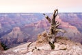 Dead tree in Grand Canyon National Park, Arizona, USA Royalty Free Stock Photo