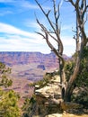 Dead Tree at Grand Canyon Royalty Free Stock Photo