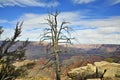 Dead Tree on Grand Canyon South Rim