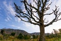 Dead tree in front of mountains on a grassy field