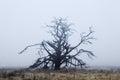 Dead tree in a grassy field during a thick fog