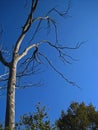 DEAD TREE WITH GREY BRANCHES AGAINST BLUE SKY Royalty Free Stock Photo