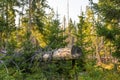 The dead tree had to be cut down in early autumn in Sumava National Park, Czechia, Europe