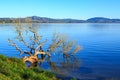 A dead tree half sunken in a lake Royalty Free Stock Photo