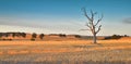 Dead tree in harvested wheat field at sunset with golden light Royalty Free Stock Photo