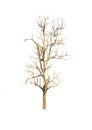 Dead tree has no leaves on a white background. Not taken care Not enough water