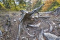 Dead tree at Havranie skaly rocks over Hrochotska dolina valley