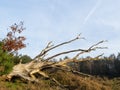 Dead tree in heathland