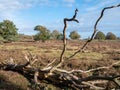 Dead tree in heathland with sheep, nature reserve Takkenhoogte, Zuidwolde, Drenthe, Netherlands