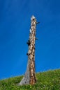 Dead tree on hill Royalty Free Stock Photo