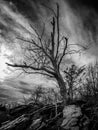 Dead Tree on Hill in Black and White Royalty Free Stock Photo